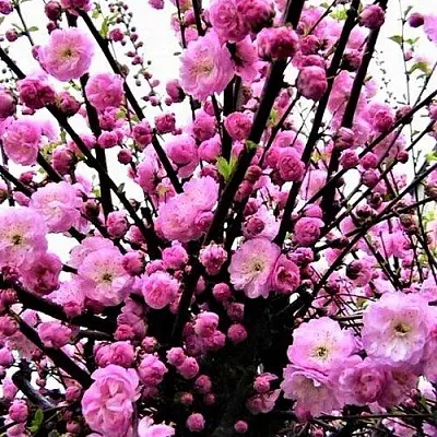 Миндаль  Миндаль в Череповце