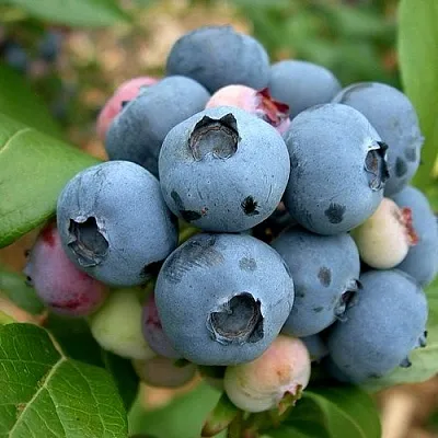 Голубика КОЛЛИНЗ  Голубика КОЛЛИНЗ в Череповце