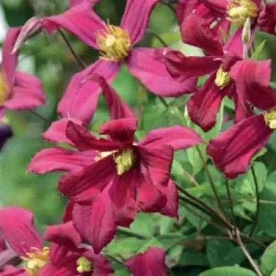 Клематис СТРОУБЕРРИ ФИЛДС  Клематис СТРОУБЕРРИ ФИЛДС в Череповце