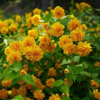 Керрия японская ПЛЕНИФЛОРА  Керрия японская ПЛЕНИФЛОРА в Череповце