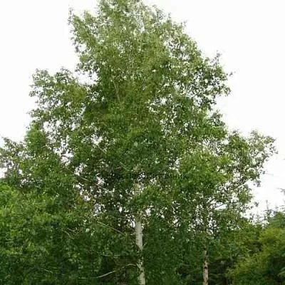 Береза бородавчатая  Береза бородавчатая в Череповце