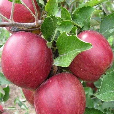 Яблоня МОСКОВСКОЕ ОЖЕРЕЛЬЕ колонновидная  Яблони Московское Ожерелье колонновидная в Череповце