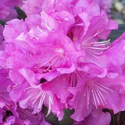 Рододендрон П.Ж.М. ЭЛИТ  Рододендрон П.Ж.М. ЭЛИТ в Череповце