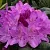 Рододендрон РОЗЕУМ ЭЛЕГАНС в Череповце