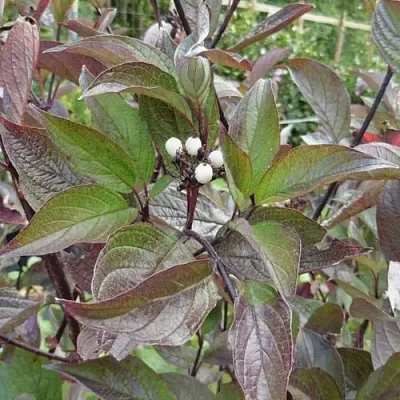 Дерен КЕССЕЛЬРИНГИ  Дерен КЕССЕЛЬРИНГИ в Череповце