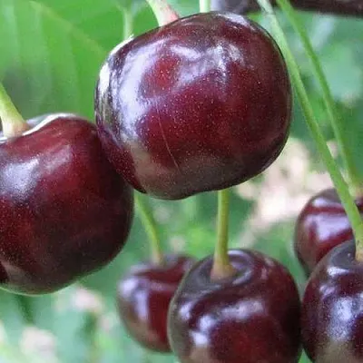 Дюк ФАКЕЛ  Дюк ФАКЕЛ в Череповце