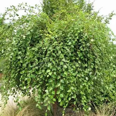 Береза САММЕР КАСКАД черная  Береза САММЕР КАСКАД черная в Череповце