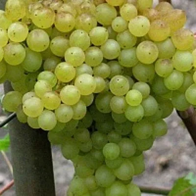 Виноград КИШМИШ 342 в Череповце