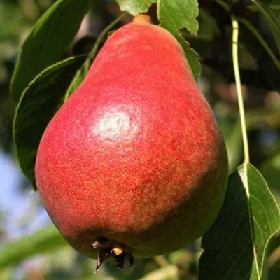 Груша НАРЯДНАЯ ЕФИМОВА  Груша НАРЯДНАЯ ЕФИМОВА в Череповце