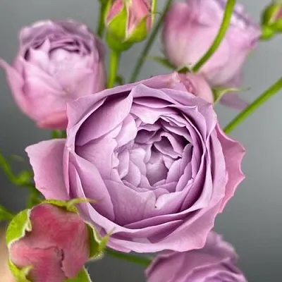 Саженцы роз ЛАВЕНДЕР БАБЛС спрей  Саженцы роз ЛАВЕНДЕР БАБЛС спрей в Череповце