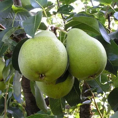 Груша МАСЛЯНИСТАЯ ЛЕТНЯЯ  Груша МАСЛЯНИСТАЯ ЛЕТНЯЯ в Череповце