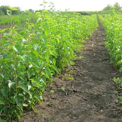 Подвой черешни ДИКАЯ ЧЕРЕШНЯ  Подвой черешни ДИКАЯ ЧЕРЕШНЯ в Череповце