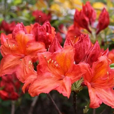 Азалия ЛИЛИНШТЕЙН японская в Череповце