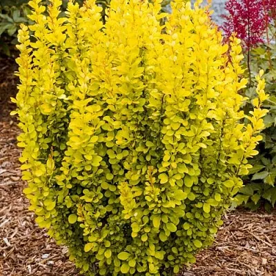 Барбарис ГОЛДЕН ТОРЧ тунберга в Череповце