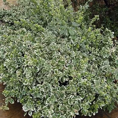 Бересклет ЭМЕРАЛЬД ГАИТИ форчуна  Бересклет ЭМЕРАЛЬД ГАИТИ форчуна в Череповце