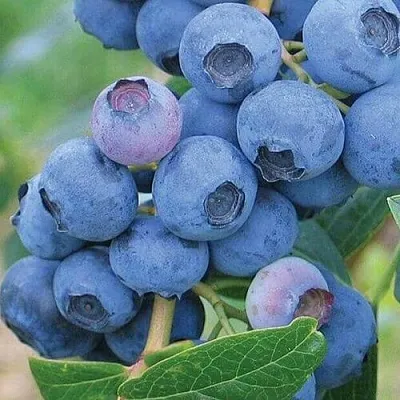 Голубика ЭРЛИБЛЮ в Череповце