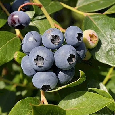 Голубика ШАНТЕКЛЕР в Череповце