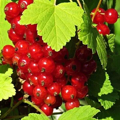 Смородина красная ГАЗЕЛЬ  Смородина красная ГАЗЕЛЬ в Череповце