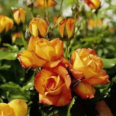 Саженцы роз САХАРА плетистая  Саженцы роз САХАРА плетистая в Череповце