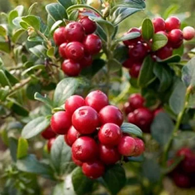 Клюква ХОЛЬШТАЙН  Клюква ХОЛЬШТАЙН в Череповце