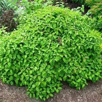 Дерен КЕЛСЕИ шелковистый   Дерен КЕЛСЕИ шелковистый  в Череповце