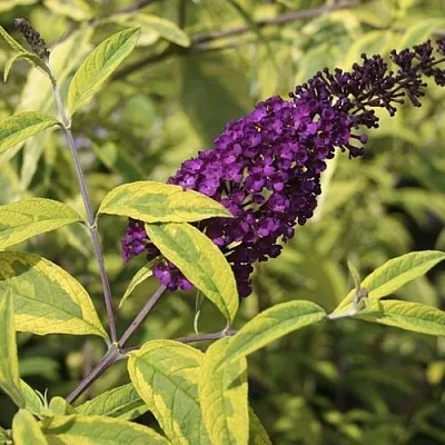 Буддлея давида САНТАНА   Буддлея давида САНТАНА  в Череповце