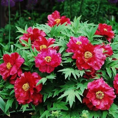 Пион КРАСНЫЙ ЛОТОС древовидный в Череповце