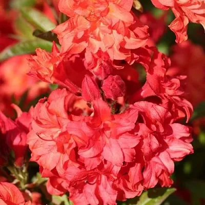Азалия ФОЙЕРКОПФЕН крупноцветковая  Азалия ФОЙЕРКОПФЕН крупноцветковая в Череповце
