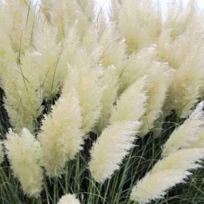 Кортадерия белая (пампасная трава) в Череповце