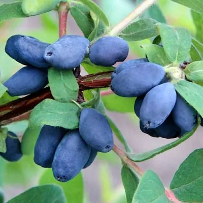 Жимолость съедобная ХОНЕЙ БИ в Череповце