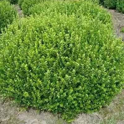 Самшит ФОЛКНЕР  Самшит ФОЛКНЕР в Череповце