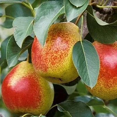 Груша ГОРНАЯ КРАСАВИЦА  Груша ГОРНАЯ КРАСАВИЦА в Череповце