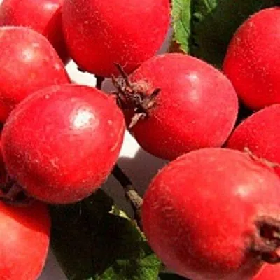 Боярышник КРУПНОПЛОДНЫЙ  Боярышник КРУПНОПЛОДНЫЙ в Череповце