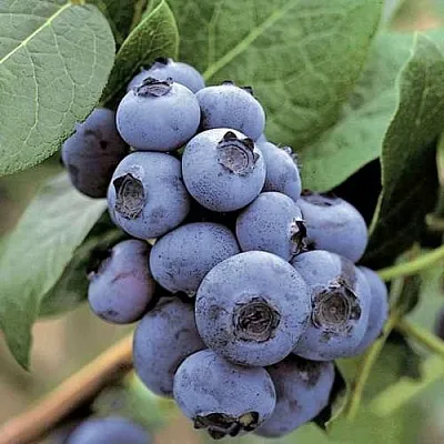 Голубика ПАТРИОТ в Череповце