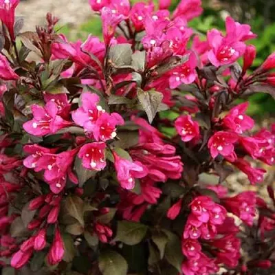 Вейгела БЛЭК РУБИ  Вейгела БЛЭК РУБИ в Череповце