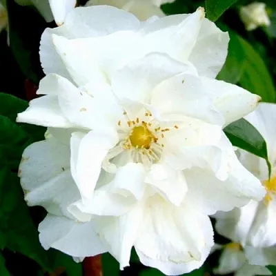 Жасмин РОЗАЦЕ  Жасмин РОЗАЦЕ в Череповце