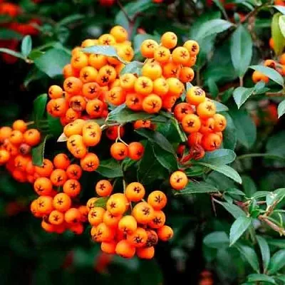 Пираканта ОРАНЖ ГЛОУ  Пираканта ОРАНЖ ГЛОУ в Череповце