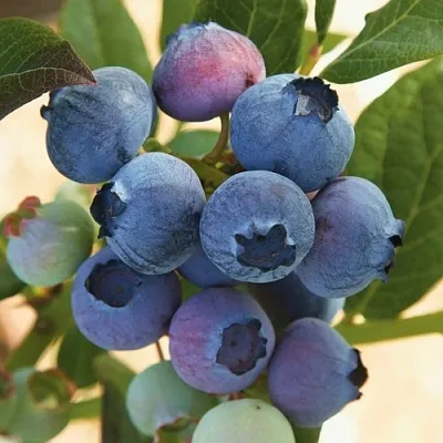 Голубика ОСОРНО в Череповце