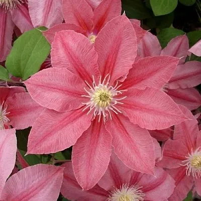 Клематис ЛИТЛ МЕРМЕЙД  Клематис ЛИТЛ МЕРМЕЙД в Череповце