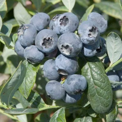 Голубика БРИГИТТА — описание сорта Голубика БРИГИТТА в Череповце