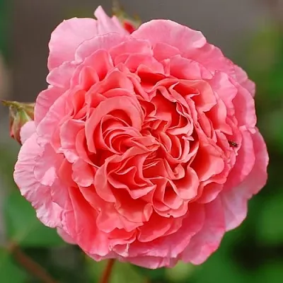 Саженцы роз ЛОРАН КАБРОЛЬ шраб  Саженцы роз ЛОРАН КАБРОЛЬ шраб в Череповце