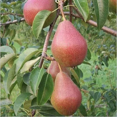 Груша РУМЯНАЯ КЕДРИНА  Груша РУМЯНАЯ КЕДРИНА в Череповце