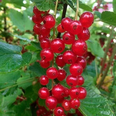 Смородина красная КОНСТАНТИНОВСКАЯ  Смородина красная КОНСТАНТИНОВСКАЯ в Череповце