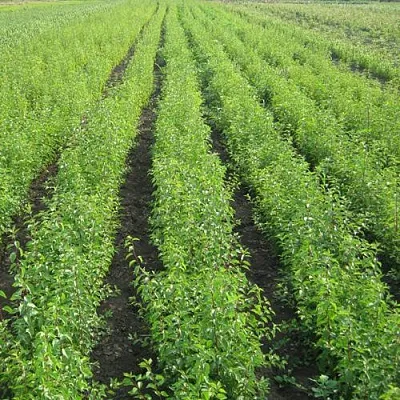 Подвой сливы ДИКАЯ АЛЫЧА  Подвой сливы ДИКАЯ АЛЫЧА в Череповце