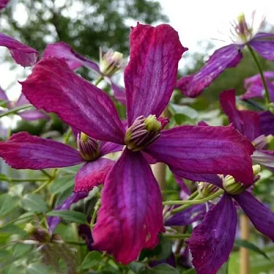 Клематис СВИТ САММЕР ЛАВ  Клематис СВИТ САММЕР ЛАВ в Череповце