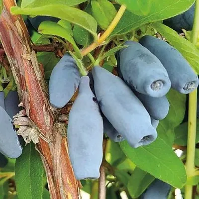 Жимолость съедобная ВОСТОРГ в Череповце