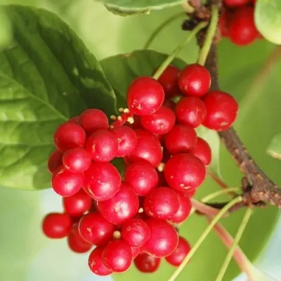 Лимонник ДЕДОВСКИЙ  Лимонник ДЕДОВСКИЙ в Череповце