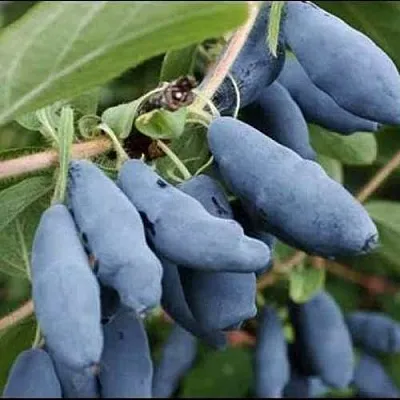 Жимолость съедобная СИНИЙ ШАРИК в Череповце