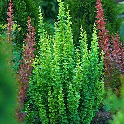 Барбарис ЭРЕКТА тунберга в Череповце