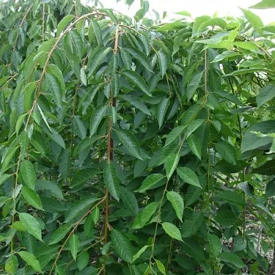 Черешня ПЕНДУЛА декоративная  Черешня ПЕНДУЛА декоративная в Череповце